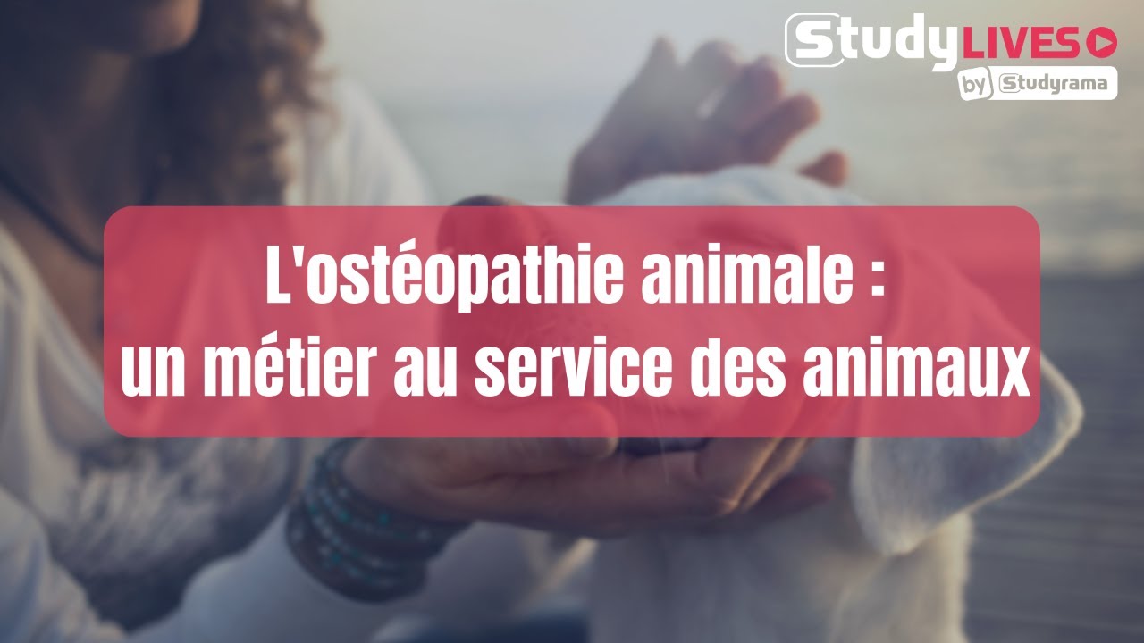 L'ostéopathie animale : un métier au service des animaux
