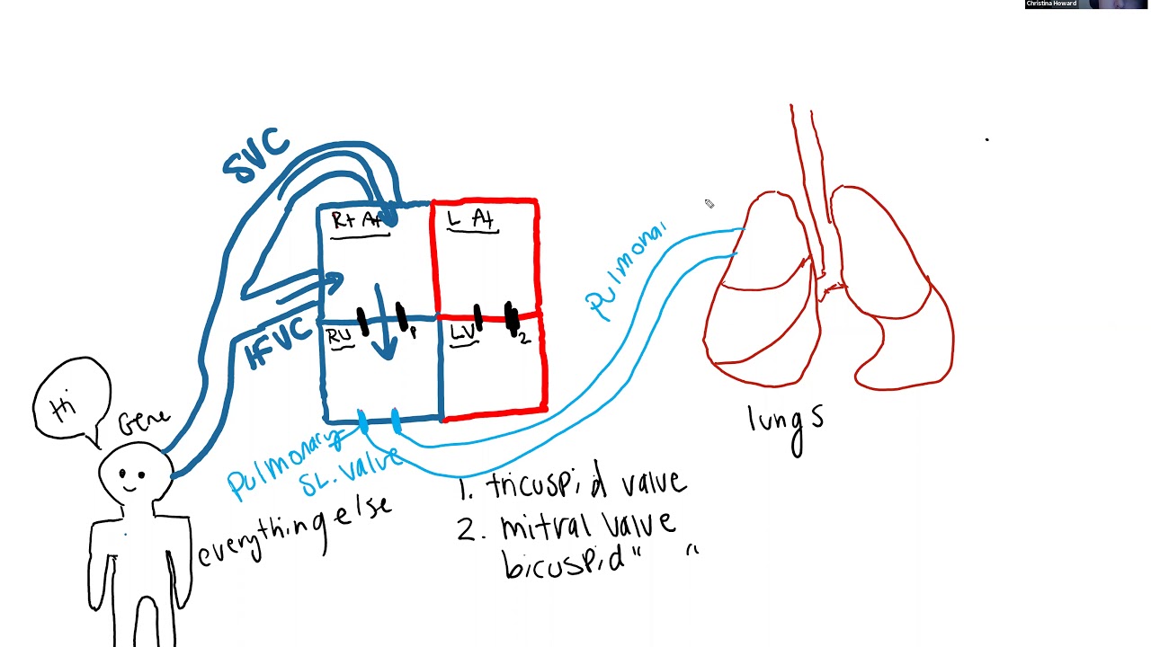 Path of blood through heart and circuits