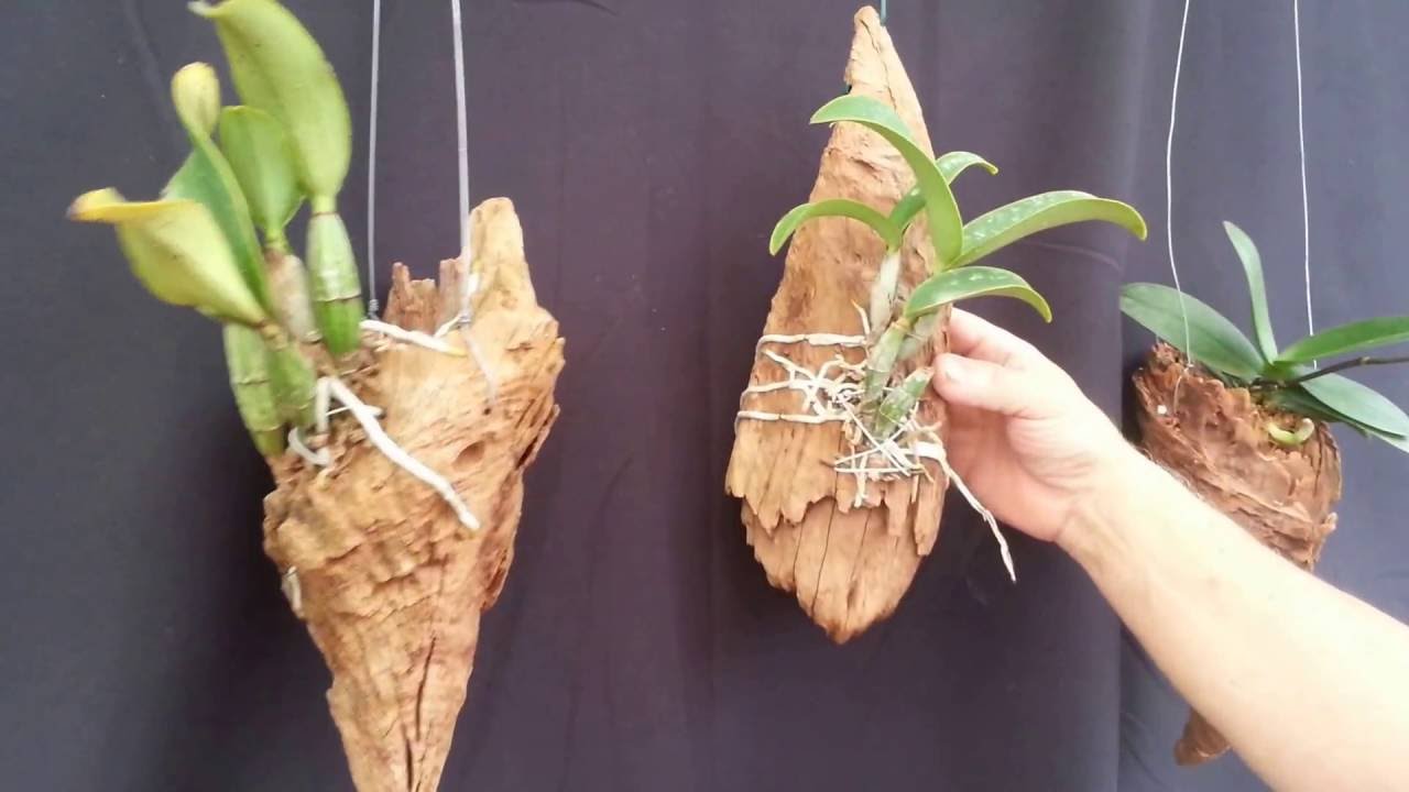 CURIOSIDADE - Vários lugares onde plantar orquídeas