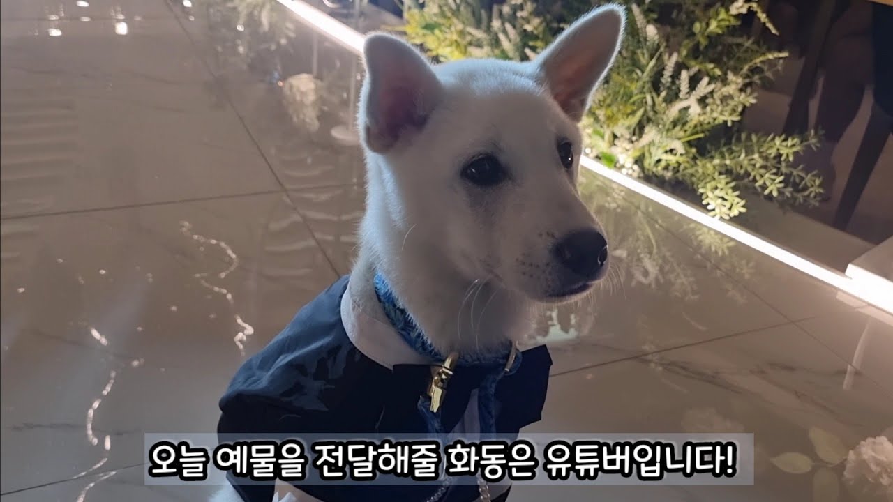 [강아지유튜브] 결혼식 화동 끝판왕♡ 설레는 봄날 천백이 화견 데뷔★ 하객 반응 최고! 천백아~ 오늘부터 엄마아빠 하자!
