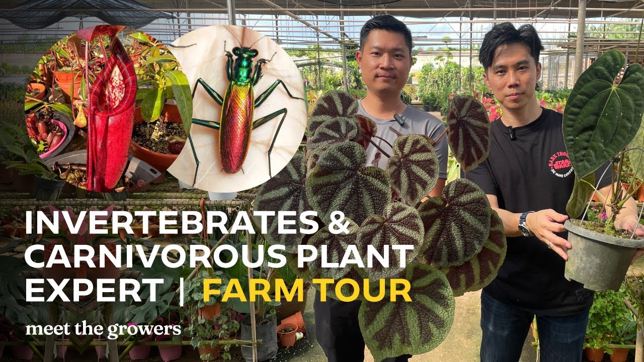 Mantis breeder | Invertebrates and Carnivorous Plant Expert | Farm Tour