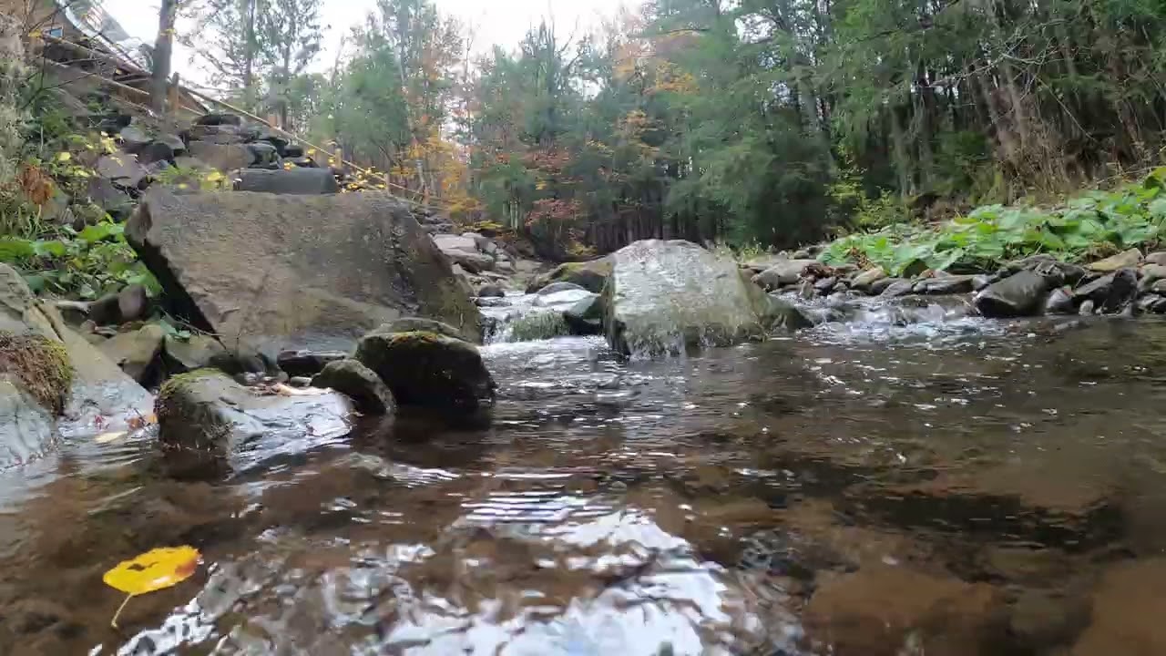 Sitting on the creek - Halsey Brook