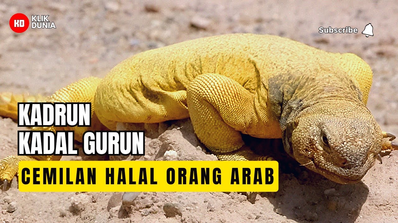 DHAB : KADAL GURUN YANG HALAL UNTUK DI MAKAN | KADAL GURUN CEMILAN ORANG ARAB YANG LEZAT