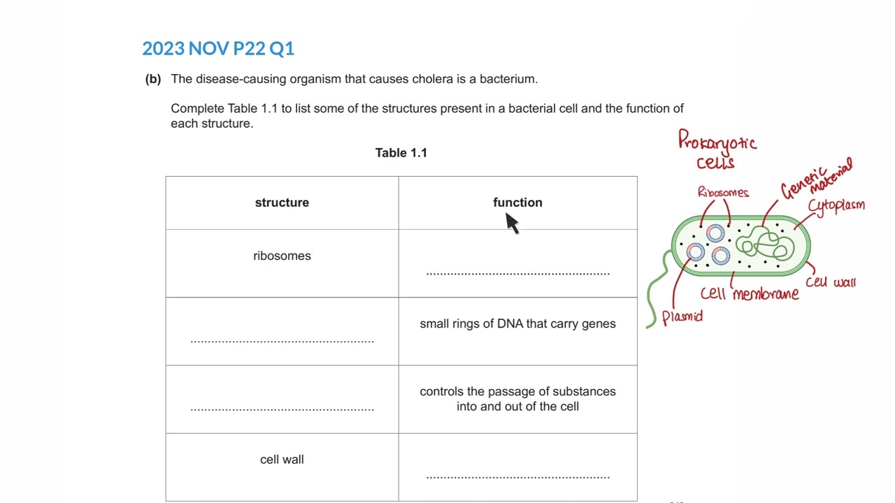 Cells | Past Paper Questions | O Level | Biology