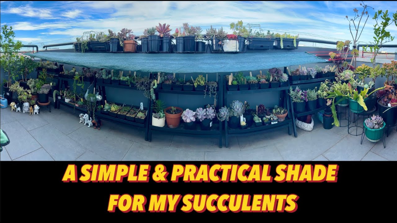 Shade for Succulents #shades #succulents #balconygarden #succulentobsessed #succulant #australia