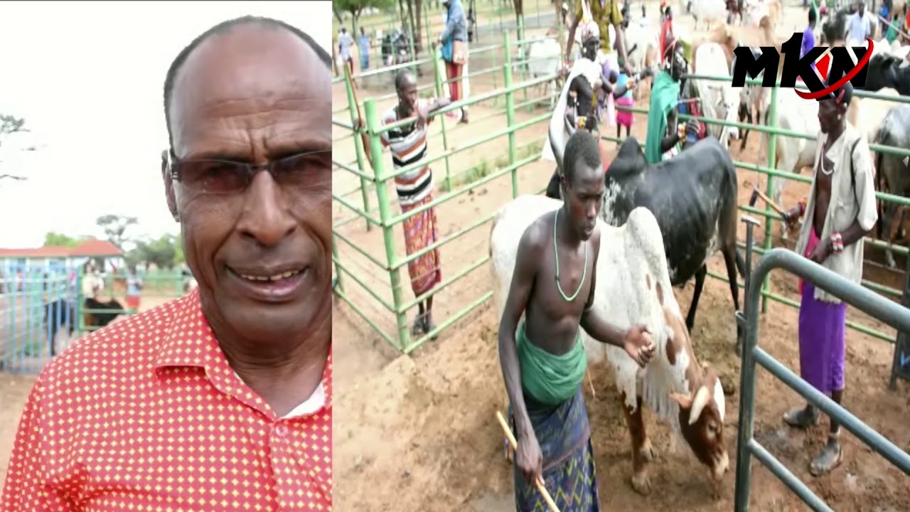 MARSABIT FARMERS NEW WAY OF SELLING LIVESTOCK VIA WEIGHING MACHINES!