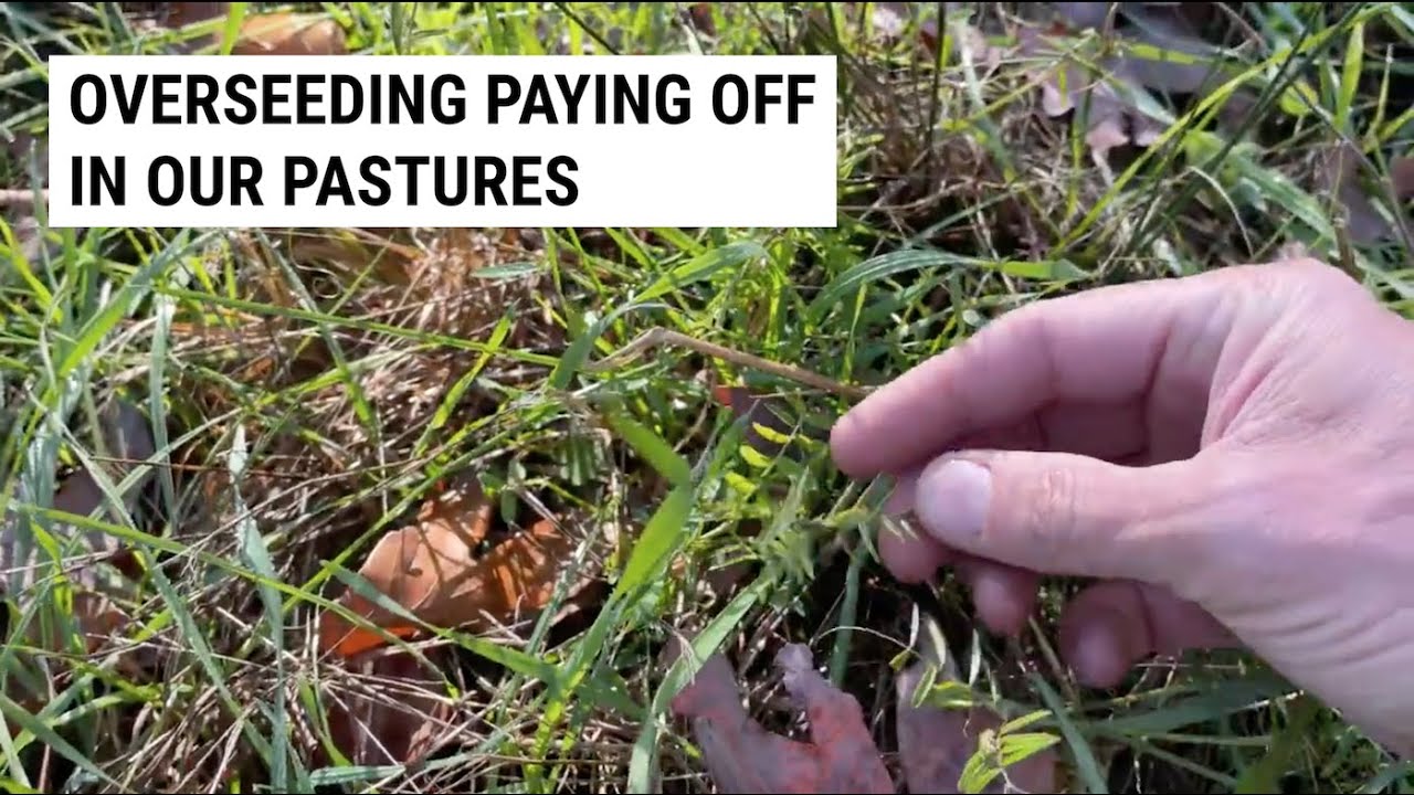 Sheep and Goat Winter Grazing (Pasture Overseeding Update)