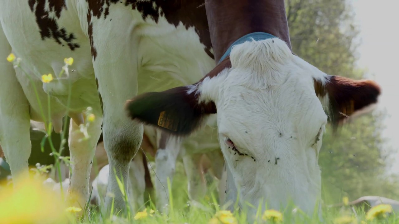 Fruitière à Comté des Plateaux d'Amancey au fil des saisons