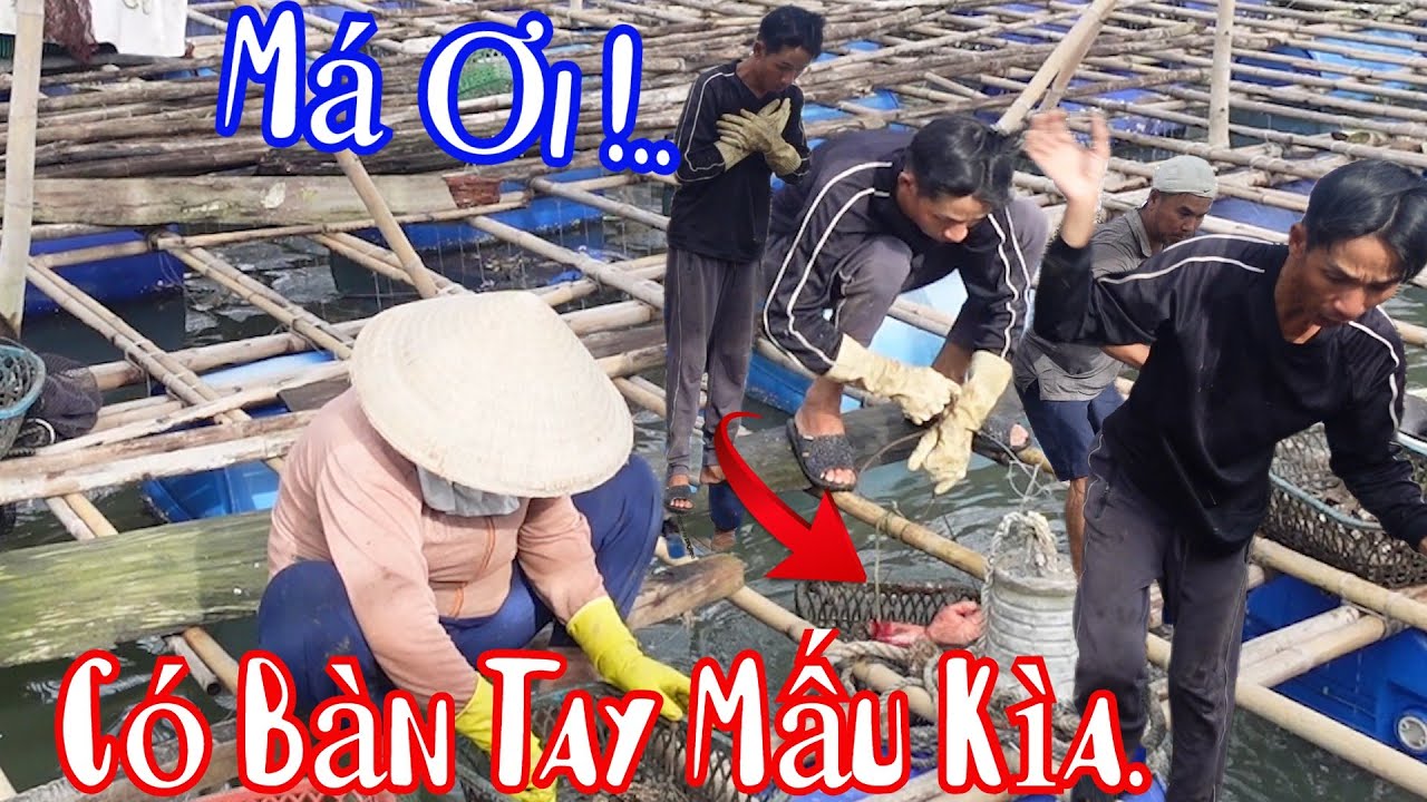 Bà 8 Phong Phát Hiện Trong Rổ Hàu Có Bàn Tay Đỏ Muốn Đái Ra Quần Luôn