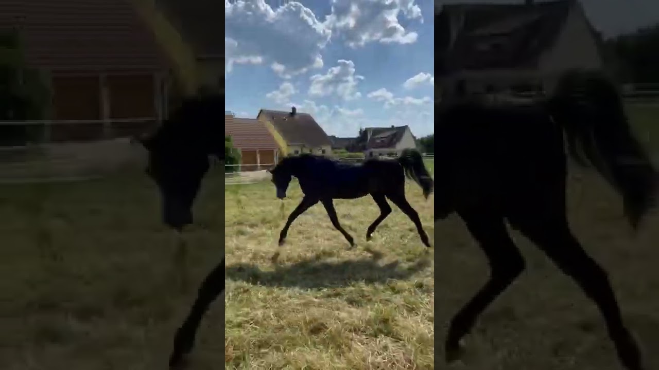 Black Arabian Stallion Miraj shows his beautiful trot on grass 💞 #shorts