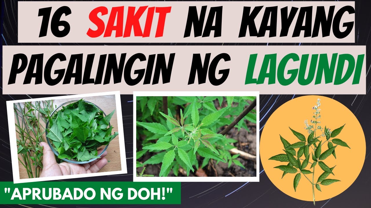 LAGUNDI -  mga SAKIT na kayang pagalingin at Health BENEFITS | Dahon ng Lagundi, Powder, Capsule