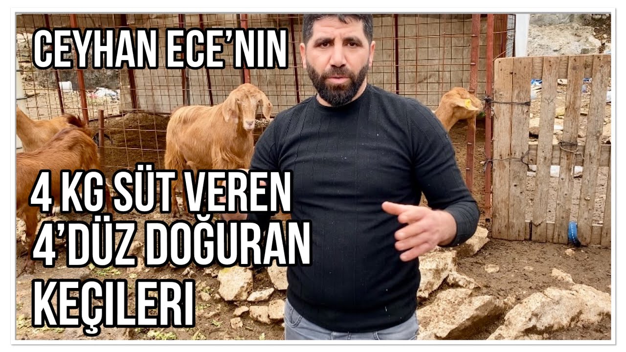 4 KG SÜT 4 OĞLAK VEREN KEÇİLER @ceyhanecee 