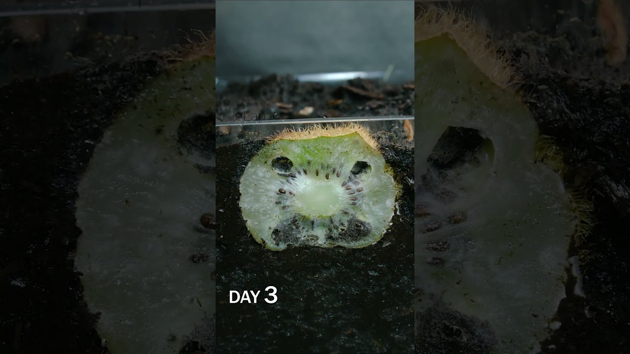 Kiwi Slice in Soil Time Lapse