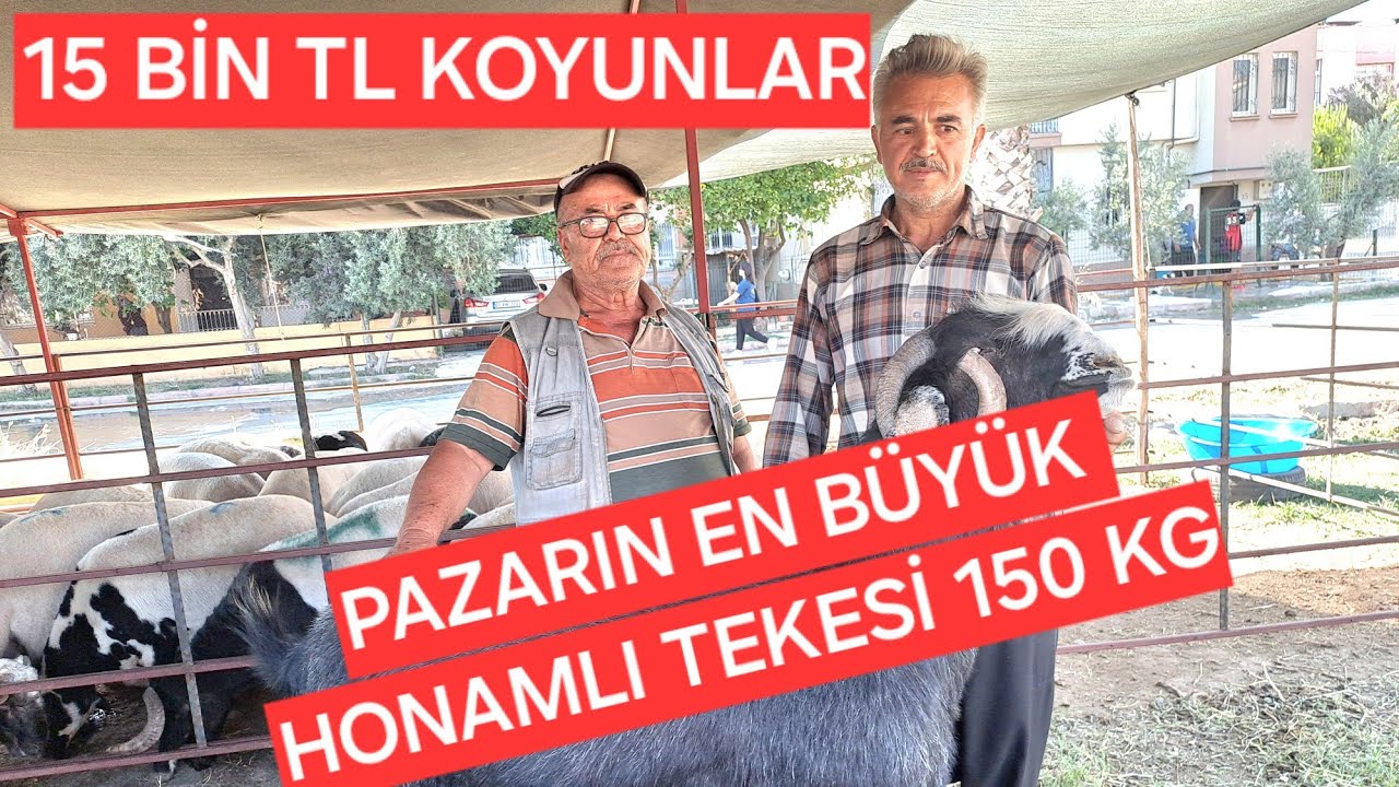 2024 Adana Yüreğir Kiremithane Meslek Lisesi yeni kurbanlıklar #keşfet #yuregir #kurbanlıkfiyatları