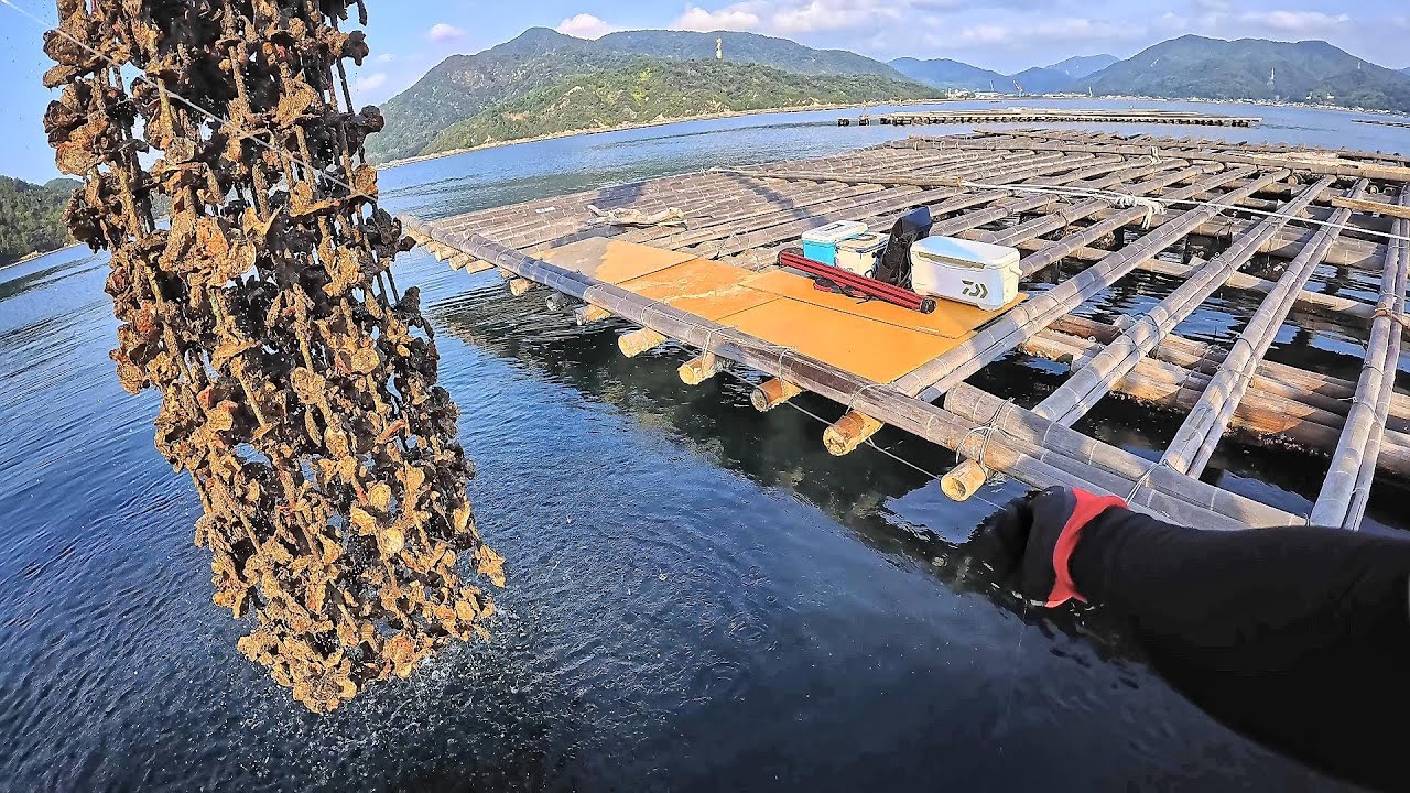 周りの魚をすべて寄せてしまうチート級の撒き餌の下に餌を落としてみると…