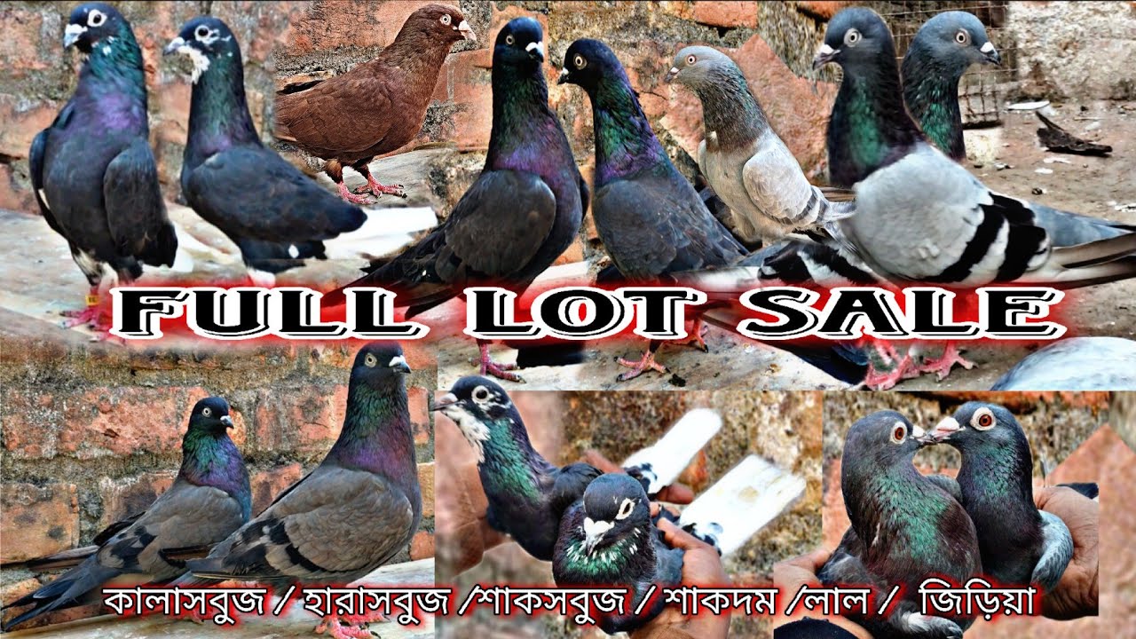 Old Line Full Pigeon Lot For Sale In Kolkata || Giribaj & Madrasi @Titospigeon 