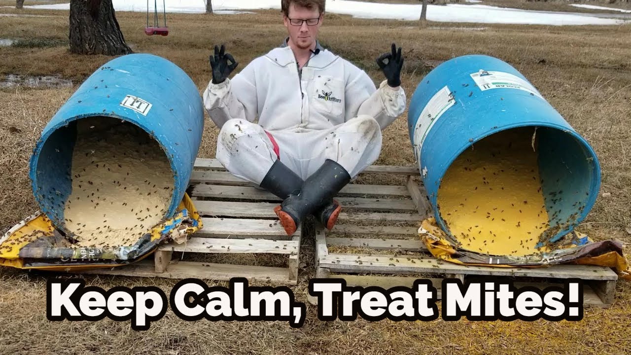 The BEST Varroa Mite Treatment!