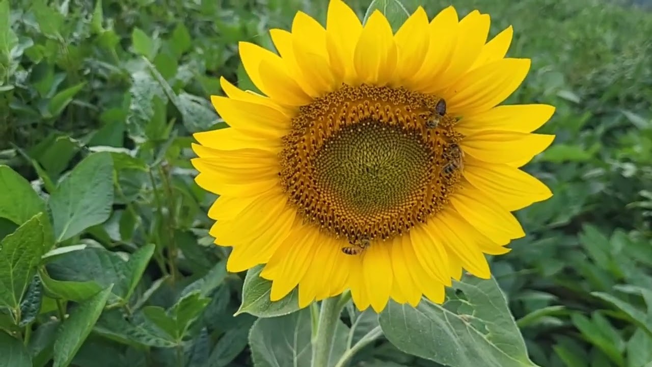 On casse les tournesols dans le champs de soja