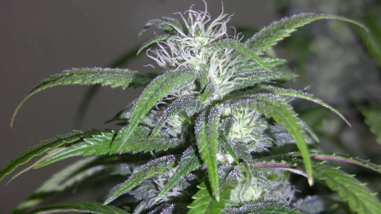 shishkaberry(high def) at 29 days