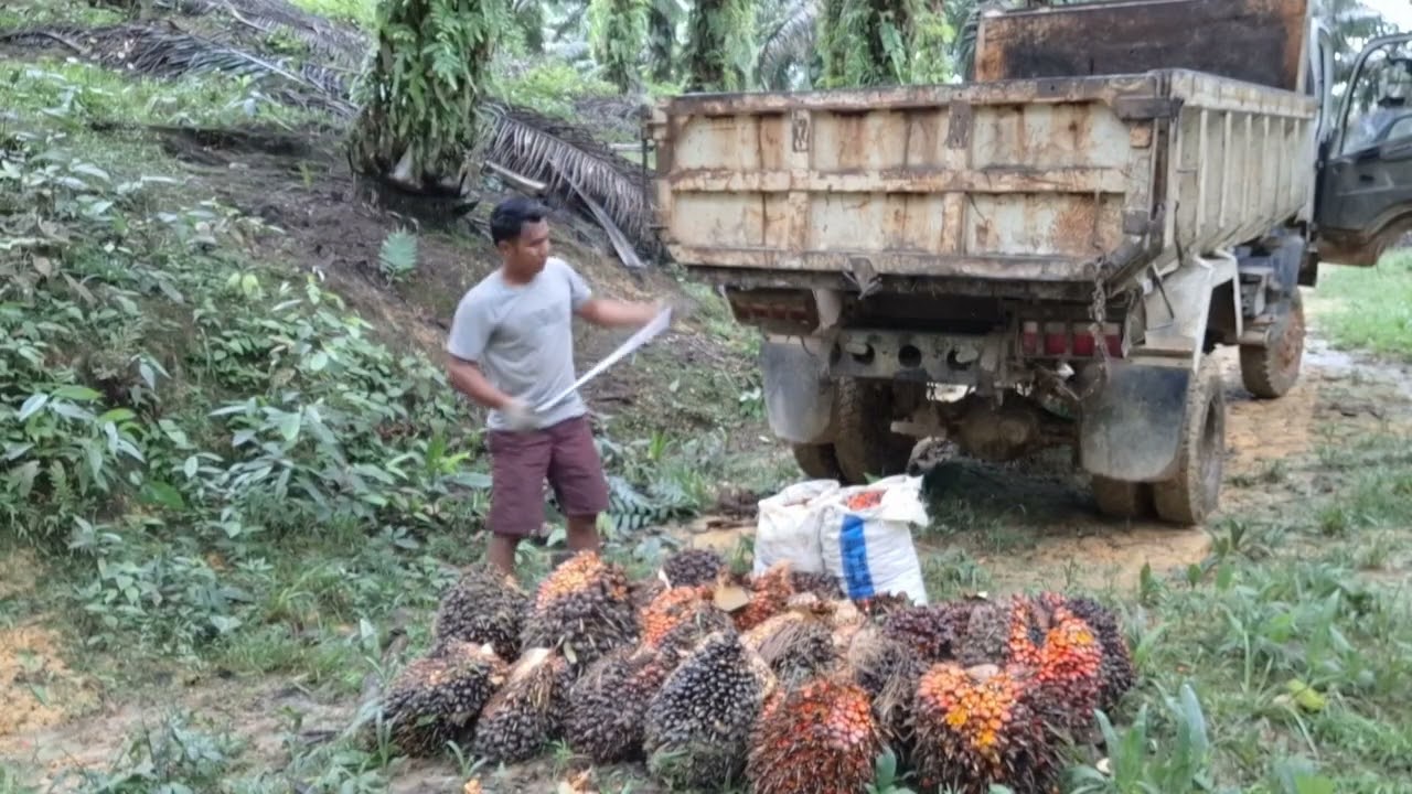 Proses muat buah sawit sampai penuh 