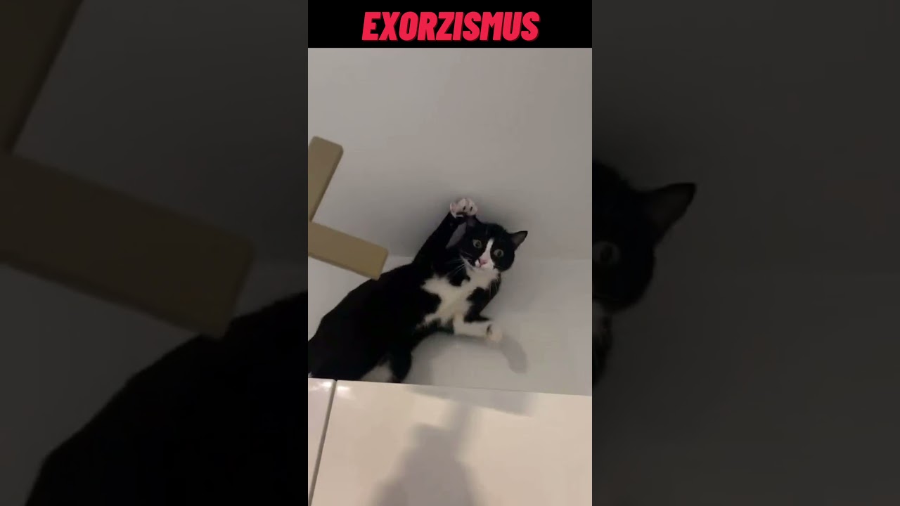 Funny Stuff - WTF / Fail Moments - Cat Exorzismus 😂