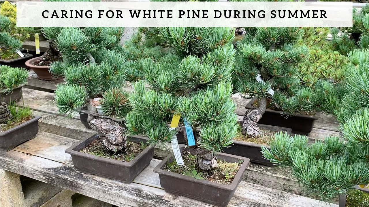Problems with Japanese White Pines