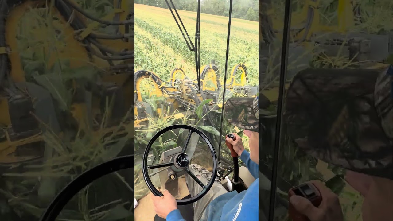 Picking sweet corn 