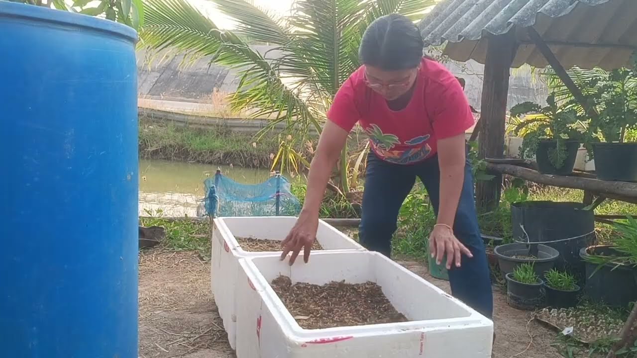 ปลูกผักกาดผักบุ้งด้วยกล่องโฟม