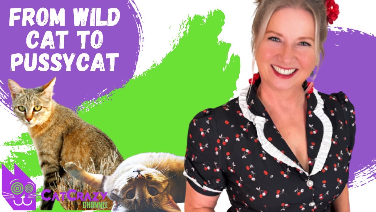 How House Cats Went From Wild Predators To Cuddly Pets!