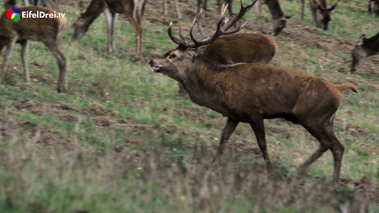Hirschbrunft in der Eifel 2021