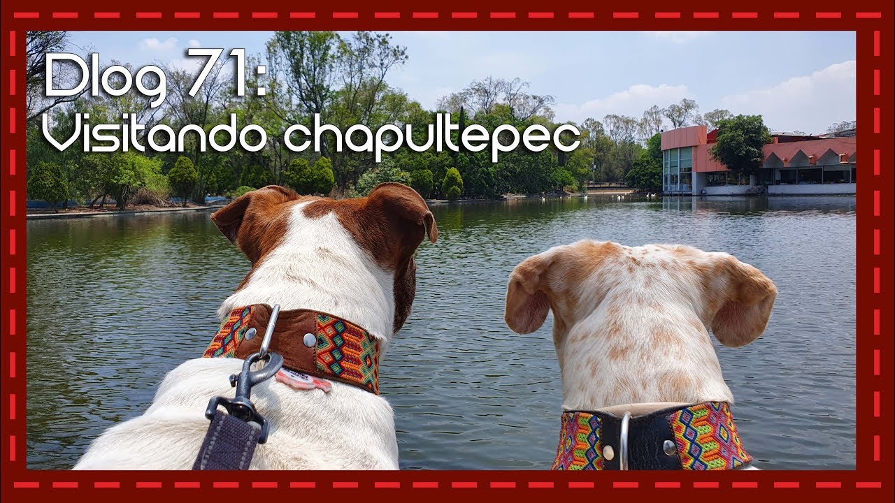 Dlog 71: Visitando chapultepec con mis perros
