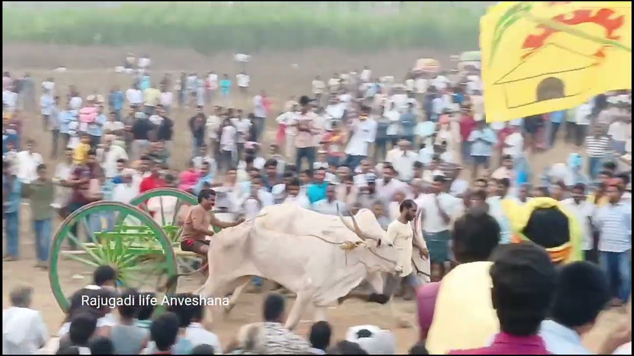 దేవరాపల్లి ఎడ్లపందాలు పూర్తి వీడియో 🏆 Devarapalli festival #race #people #village #bull 