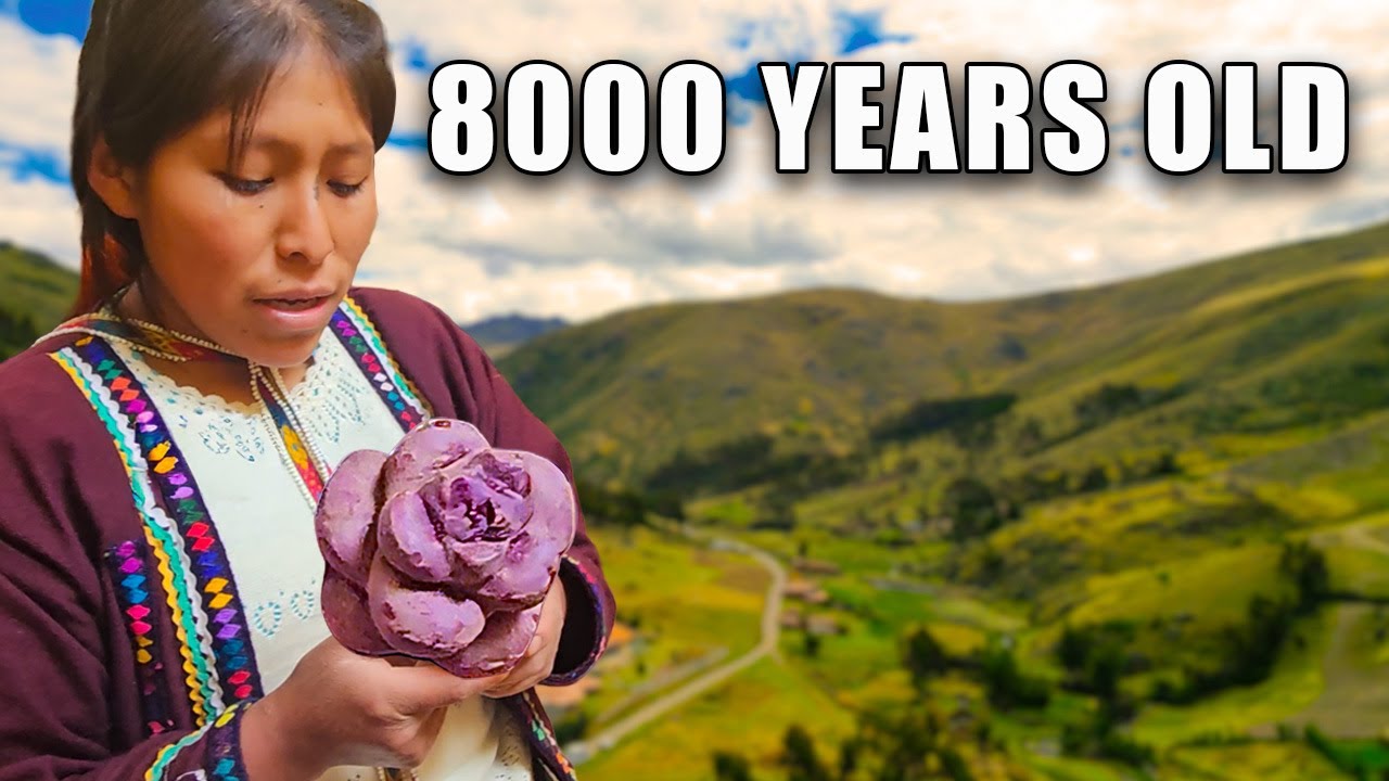 Семена возрастом 8000 лет против крупного сельского хозяйства: как Перу спасает мировые запасы пр...