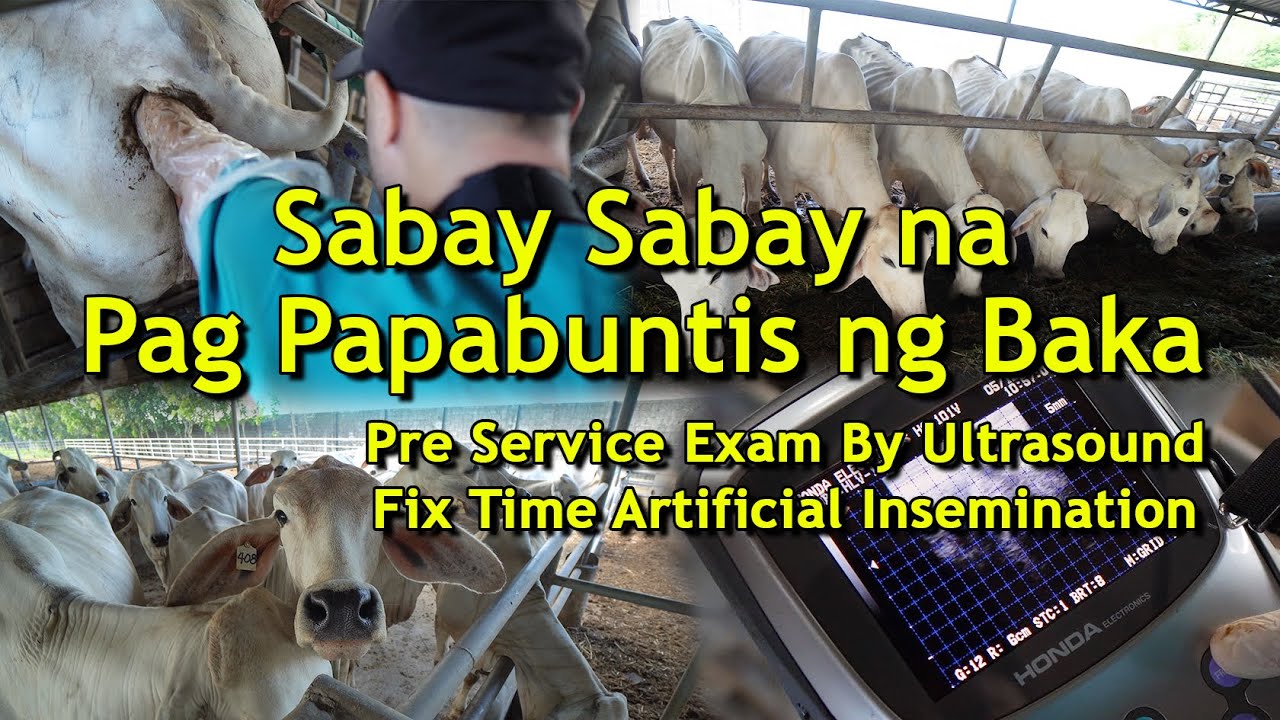Sabay Sabay na Pag Papabuntis ng Baka, Bagong Teknolohiya - Victa Ranch