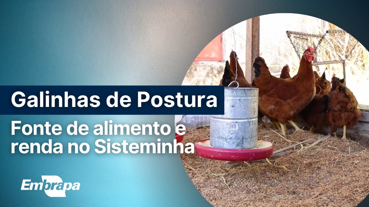 Criação de galinhas de postura no Sisteminha Embrapa