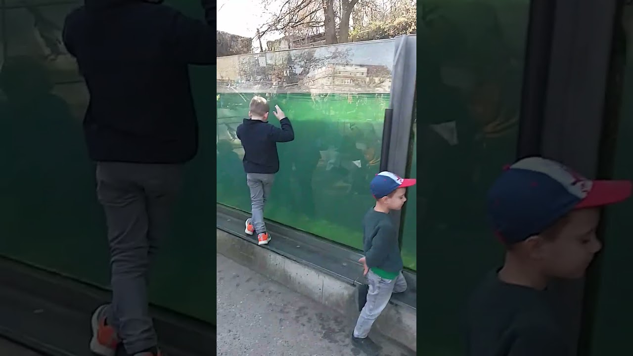 Пінгвіни.