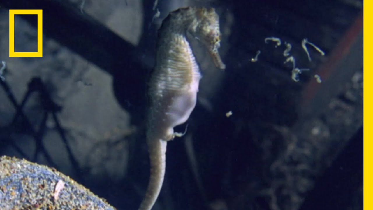 オスが出産！タツノオトシゴの不思議な生態 |&nbsp;ナショジオ