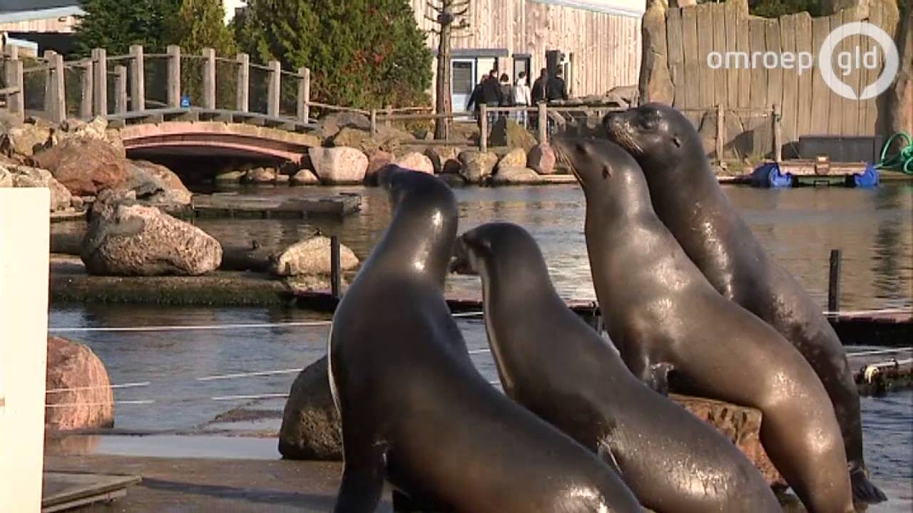 Dolfijnen in Dolfinarium Harderwijk gaan bezoekertjes missen