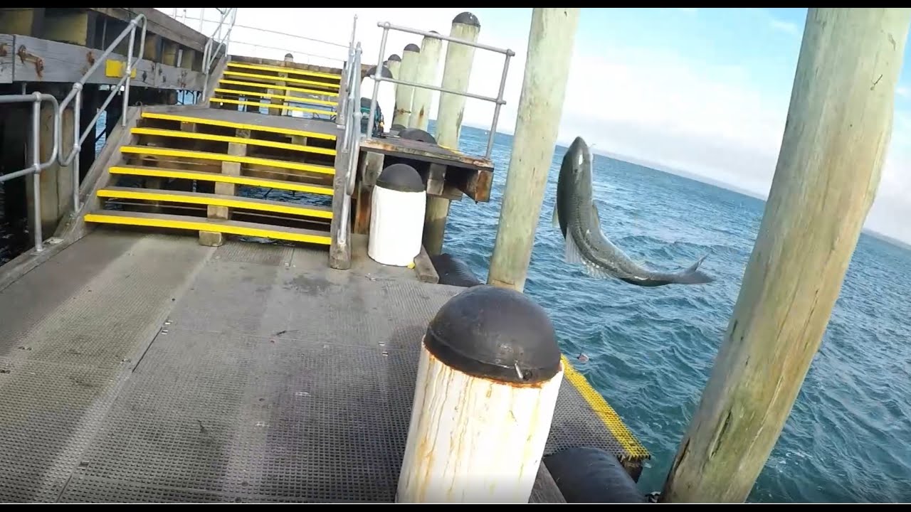 FISHING SPOT VICTORIA, COWES JETTY,HUGE SALMON