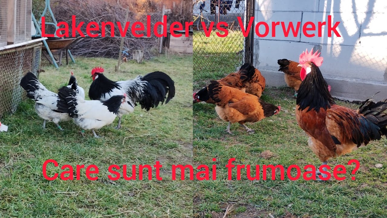 Lakenvelder vs Vorwerk, care sunt mai frumoase din cele două rase ?🐓🐔
