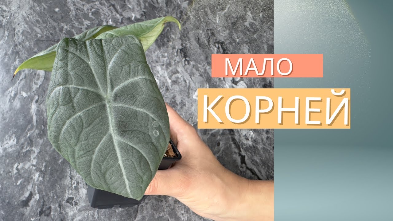 Пересадка алоказии Maharani //Буду наращивать корни🪴