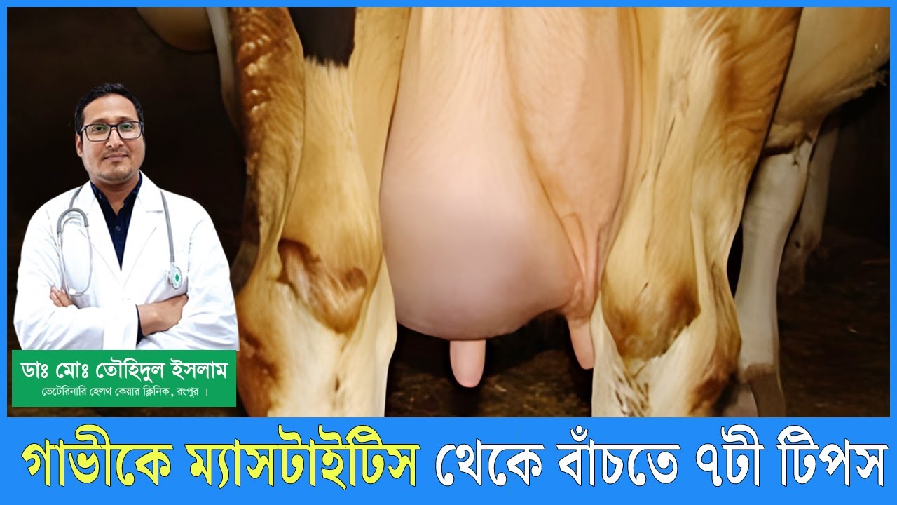 ম্যাসটাইটিস থেকে বাঁচতে  ৭টি টিপস | গরুর ওলানের যত্ন। গাভীর ওলান ফোলা রোগের চিকিৎসা । Dr.Touhidul