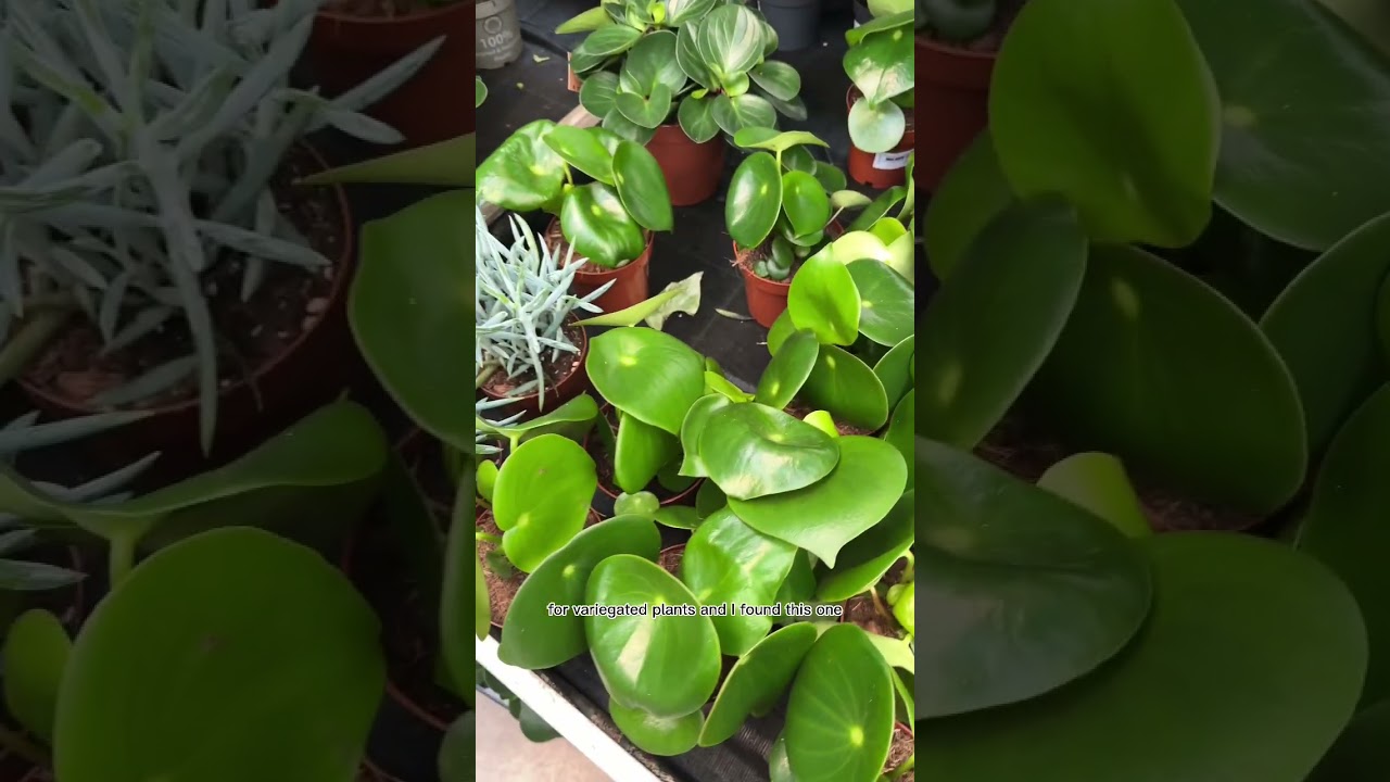 Zigzagging through the plant store! 