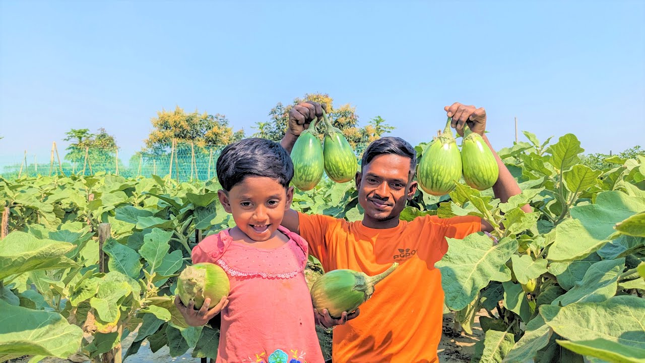 মালচিং পদ্ধতিতে বিগ বস জাতের বেগুন লাগিয়ে দ্বিগুণ ফলন পেলেন কৃষক রাকিব ভাই |