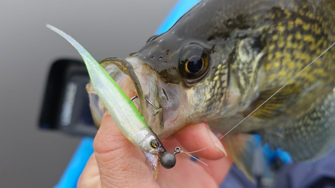 Рыбалка на живца, бродячий дрифтерный джиг на Daiwa PXBF70