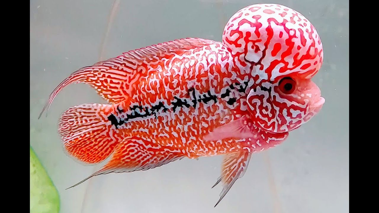 Popularity types of kamfa flowerhorn fish / Beautiful kamfa folowerhorn fish
