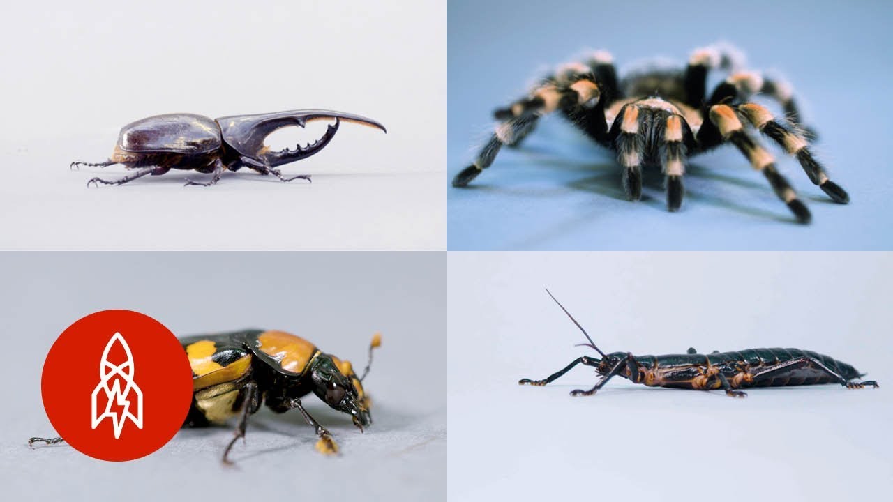 The Secret Life of Bugs
