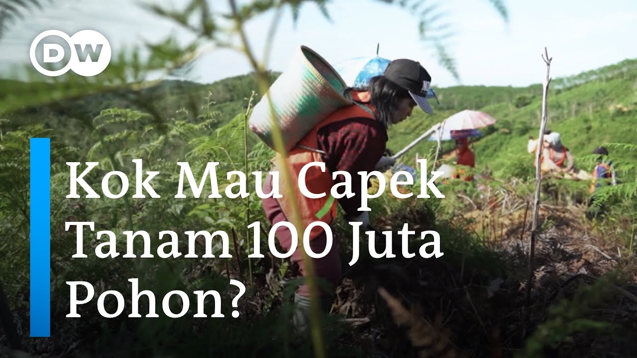 Kenapa Petani Sawit Ini Mau Menanam 100 Juta Pohon di Kalimantan? | DW Inovator