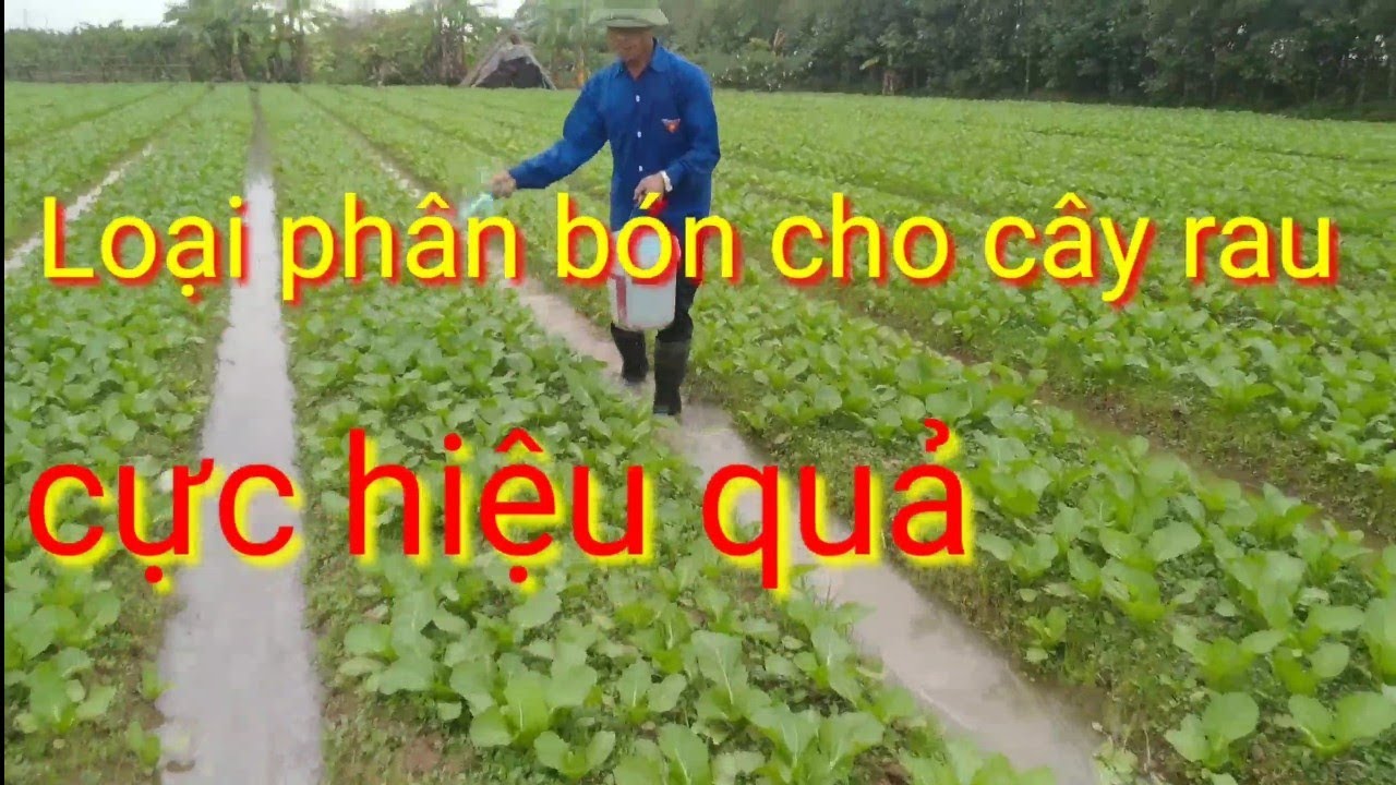 Loại ph&acirc;n b&oacute;n si&ecirc;u tốt cho rau cải, chăm s&oacute;c rau cải v&agrave;o vụ đ&ocirc;ng, chăm s&oacute;c  rau cải bẹ m&ugrave;a đ&ocirc;ng
