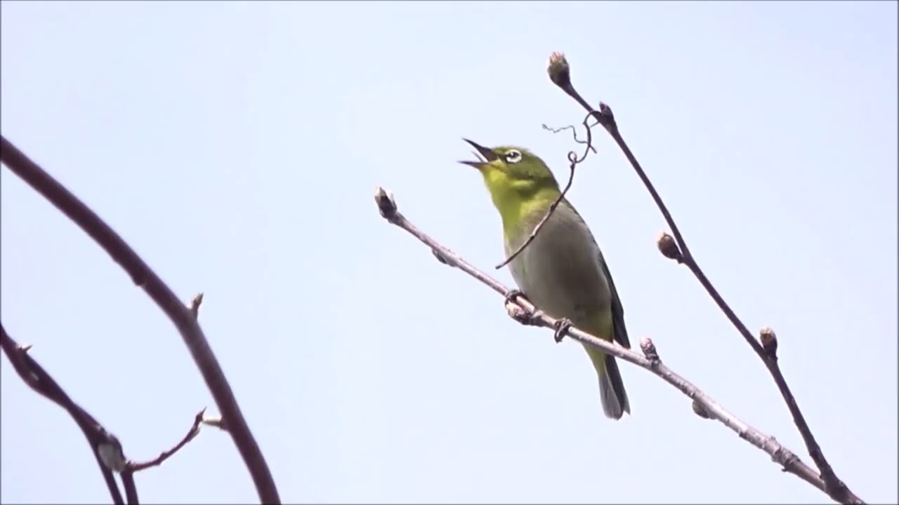 家のまわりの野鳥たち（Couleur Tendresse）